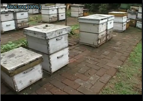 全套蜜蜂养殖技术